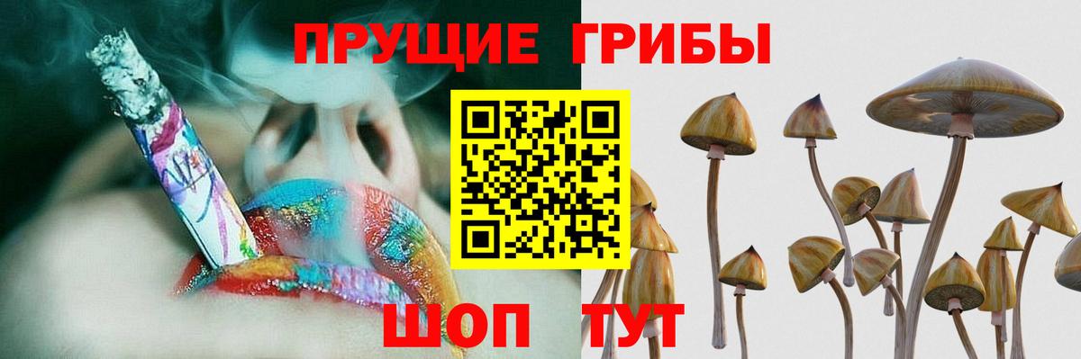 Галлюциногенные грибы Psilocybe Знаменск